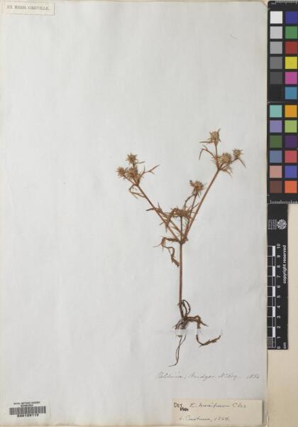 Eryngium humifusum [Espécimen: ]
