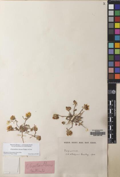 Chaetanthera incana [Espécimen: ]