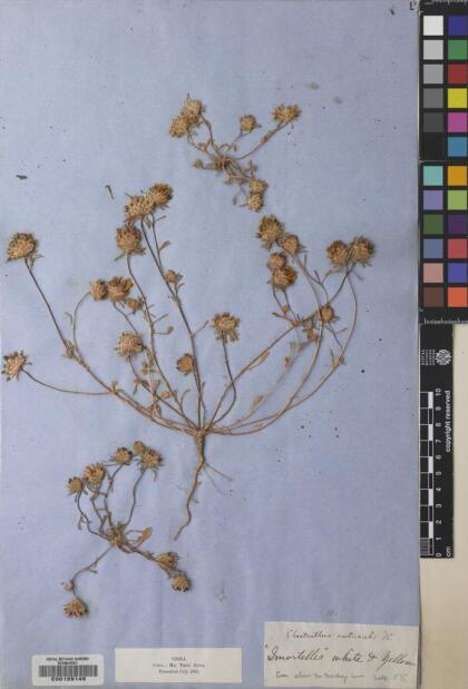 Chaetanthera ciliata [Espécimen: ]