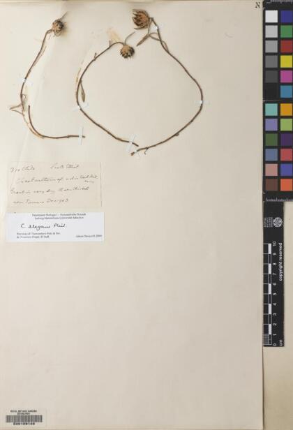 Chaetanthera elegans [Espécimen: ]