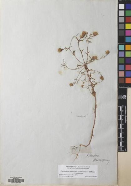 Chaetanthera ramosissima [Espécimen: ]