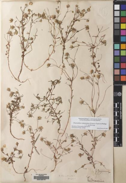 Chaetanthera ramosissima [Espécimen: ]