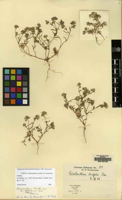 Chaetanthera taltalensis [Espécimen: ]