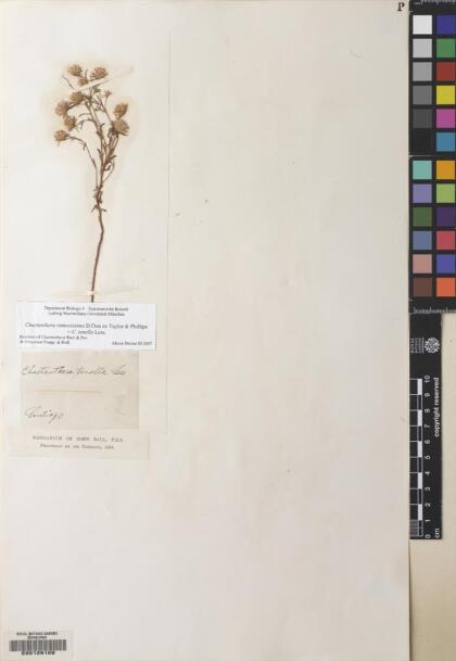 Chaetanthera ramosissima [Espécimen: ]