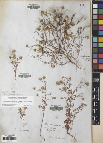 Chaetanthera ramosissima [Espécimen: ]
