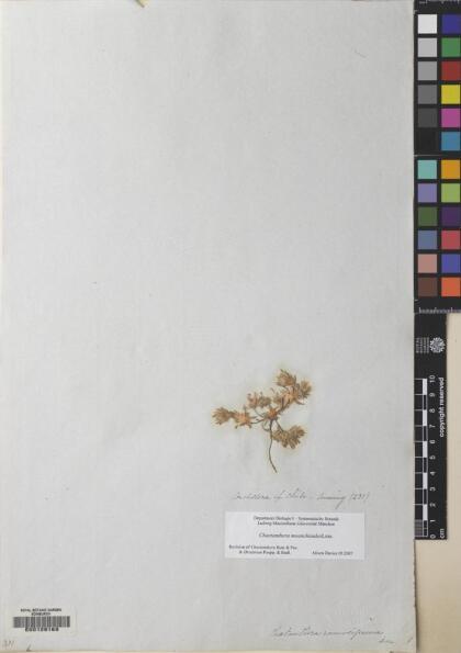 Chaetanthera moenchioides [Espécimen: ]