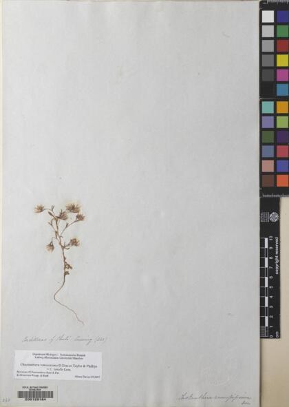 Chaetanthera ramosissima [Espécimen: ]