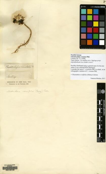 Chaetanthera renifolia [Espécimen: ]