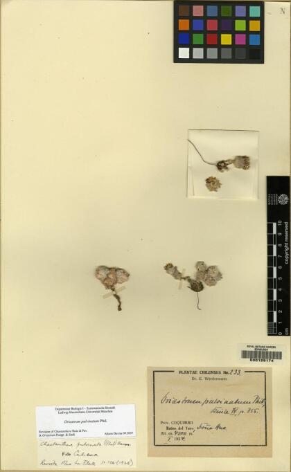 Oriastrum pulvinatum [Espécimen: ]