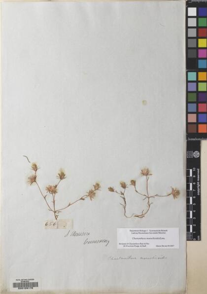 Chaetanthera moenchioides [Espécimen: ]