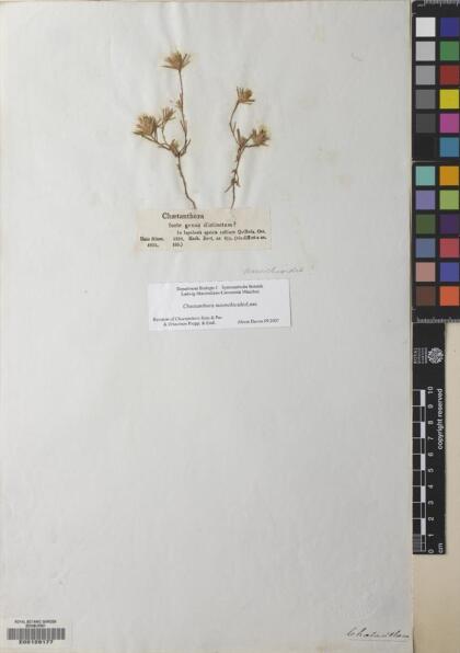 Chaetanthera moenchioides [Espécimen: ]
