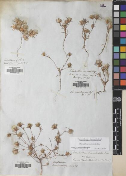 Chaetanthera moenchioides [Espécimen: ]