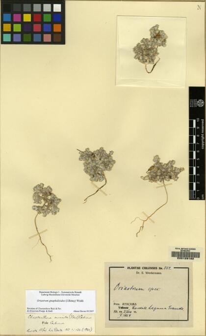 Oriastrum gnaphalioides [Espécimen: ]