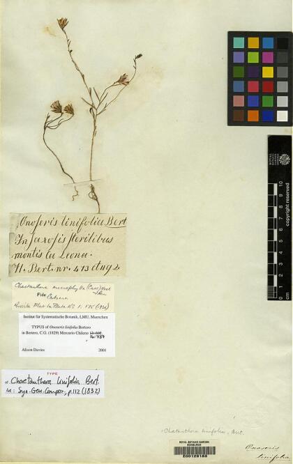 Chaetanthera microphylla [Espécimen: ]