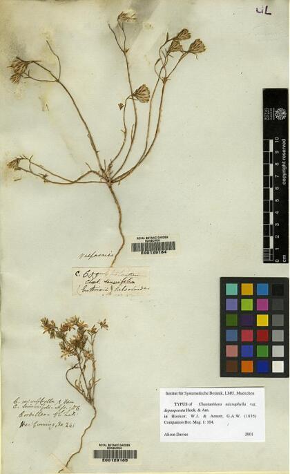 Chaetanthera depauperata [Espécimen: ]