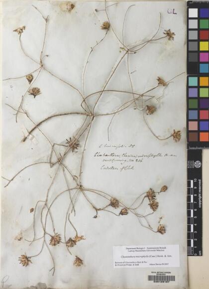 Chaetanthera microphylla [Espécimen: ]