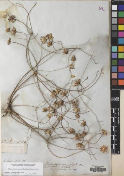 Chaetanthera microphylla [Espécimen: ]