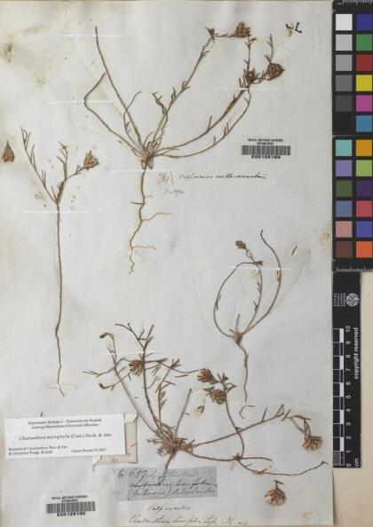 Chaetanthera microphylla [Espécimen: ]