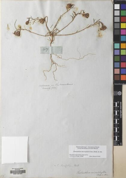 Chaetanthera microphylla [Espécimen: ]