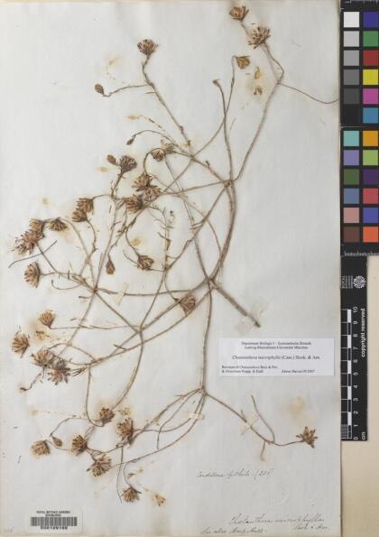 Chaetanthera microphylla [Espécimen: ]