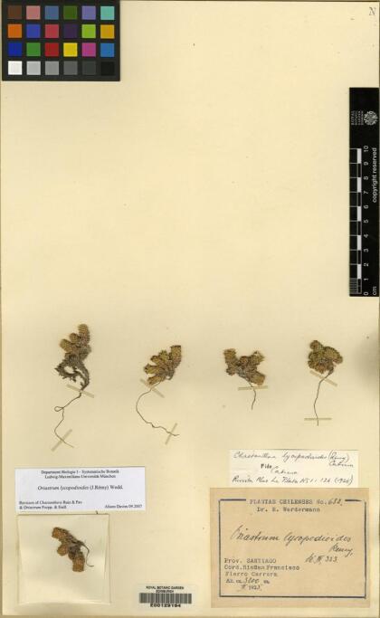 Oriastrum lycopodioides [Espécimen: ]