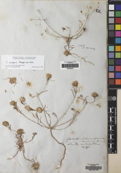 Chaetanthera linearis [Espécimen: ]