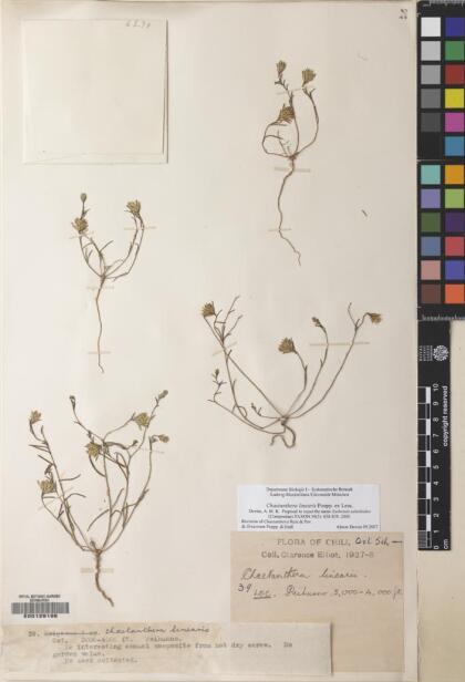 Chaetanthera linearis [Espécimen: ]