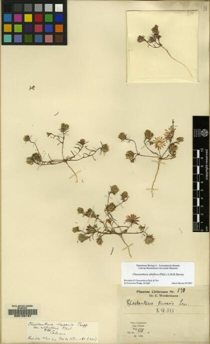 Chaetanthera albiflora [Espécimen: ]