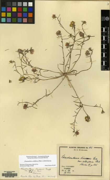 Chaetanthera albiflora [Espécimen: ]