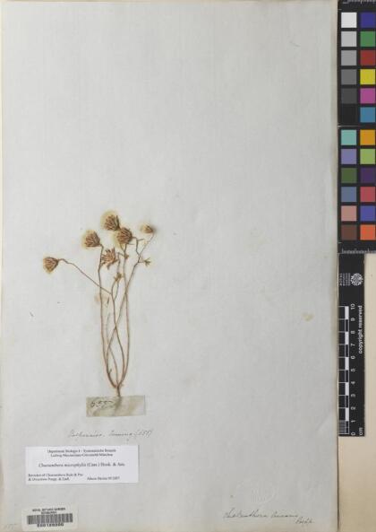 Chaetanthera microphylla [Espécimen: ]