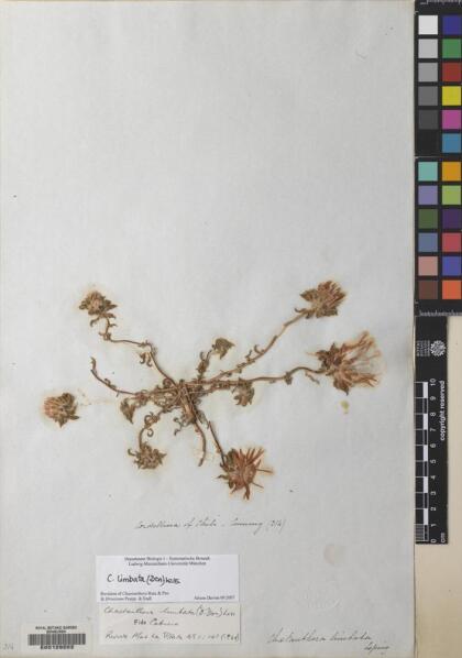 Chaetanthera limbata [Espécimen: ]
