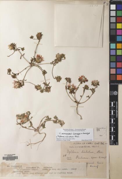 Chaetanthera limbata [Espécimen: ]