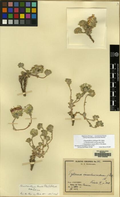 Chaetanthera philippii [Espécimen: ]
