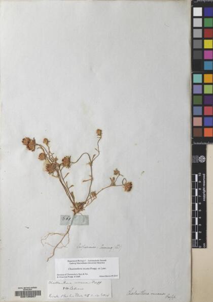 Chaetanthera incana [Espécimen: ]