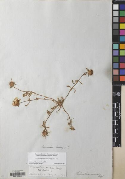 Chaetanthera incana [Espécimen: ]