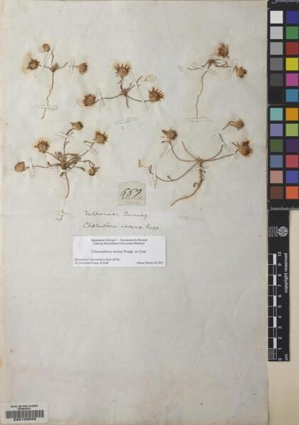 Chaetanthera incana [Espécimen: ]
