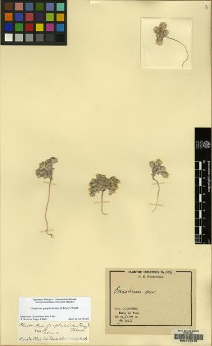 Oriastrum gnaphalioides [Espécimen: ]