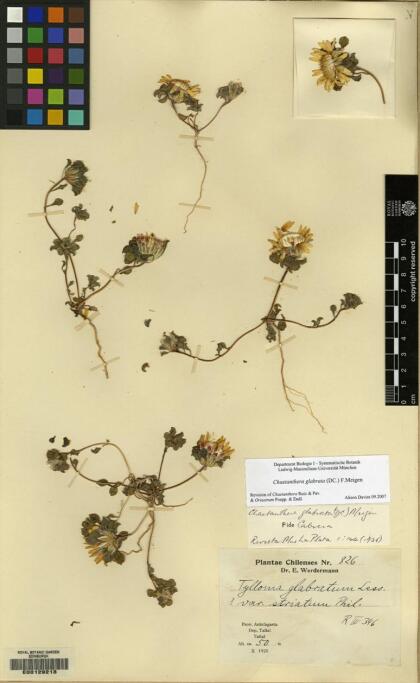 Chaetanthera glabrata [Espécimen: ]