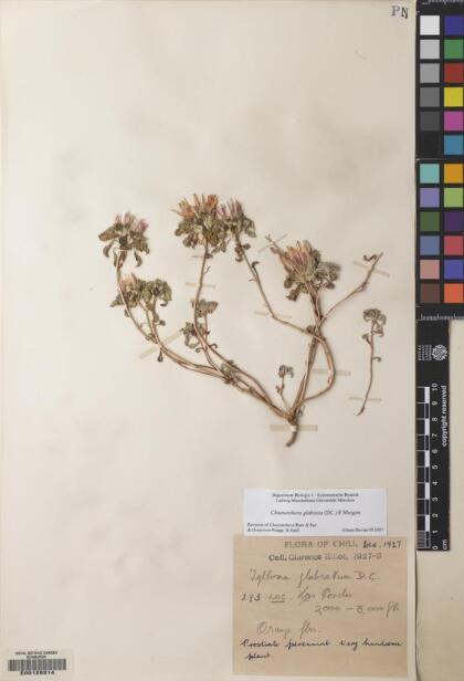 Chaetanthera glabrata [Espécimen: ]