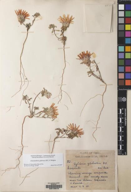 Chaetanthera glabrata [Espécimen: ]