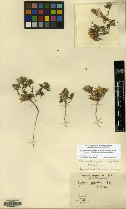 Chaetanthera frayjorgensis [Espécimen: ]