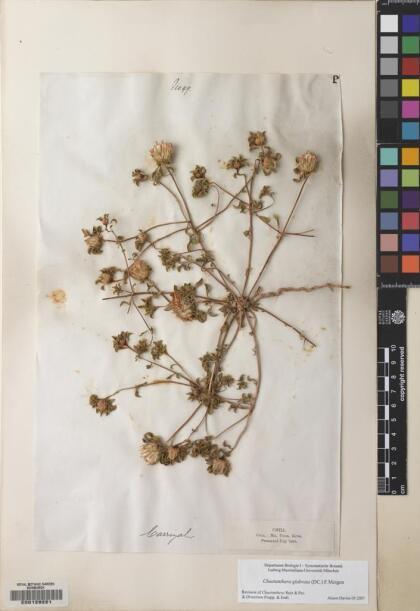 Chaetanthera glabrata [Espécimen: ]