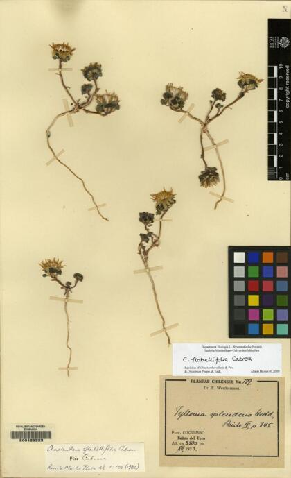 Chaetanthera flabellifolia [Espécimen: ]