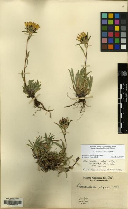 Chaetanthera chilensis [Espécimen: ]
