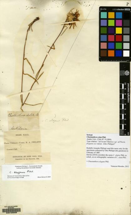 Chaetanthera elegans [Espécimen: ]