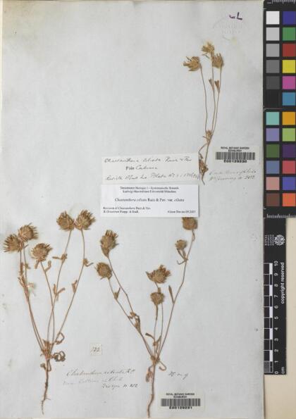 Chaetanthera ciliata [Espécimen: ]