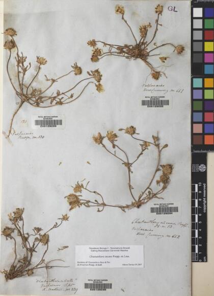 Chaetanthera incana [Espécimen: ]