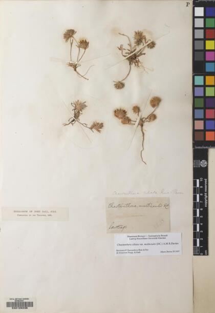 Chaetanthera ciliata [Espécimen: ]