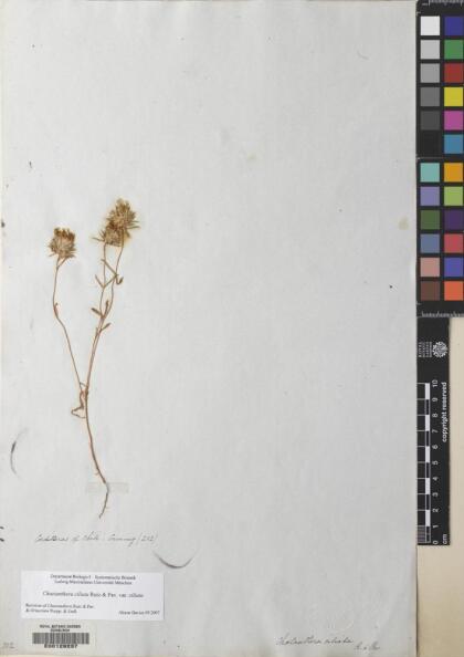 Chaetanthera ciliata [Espécimen: ]