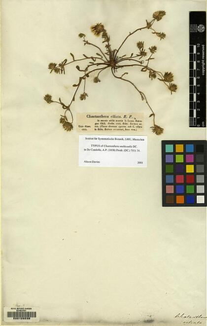 Chaetanthera ciliata [Espécimen: ]